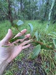 Acacia leiocalyx (Acacia leiocalyx)