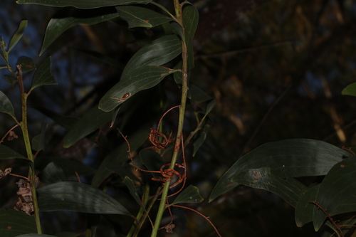 Acacia leiocalyx (Acacia leiocalyx)