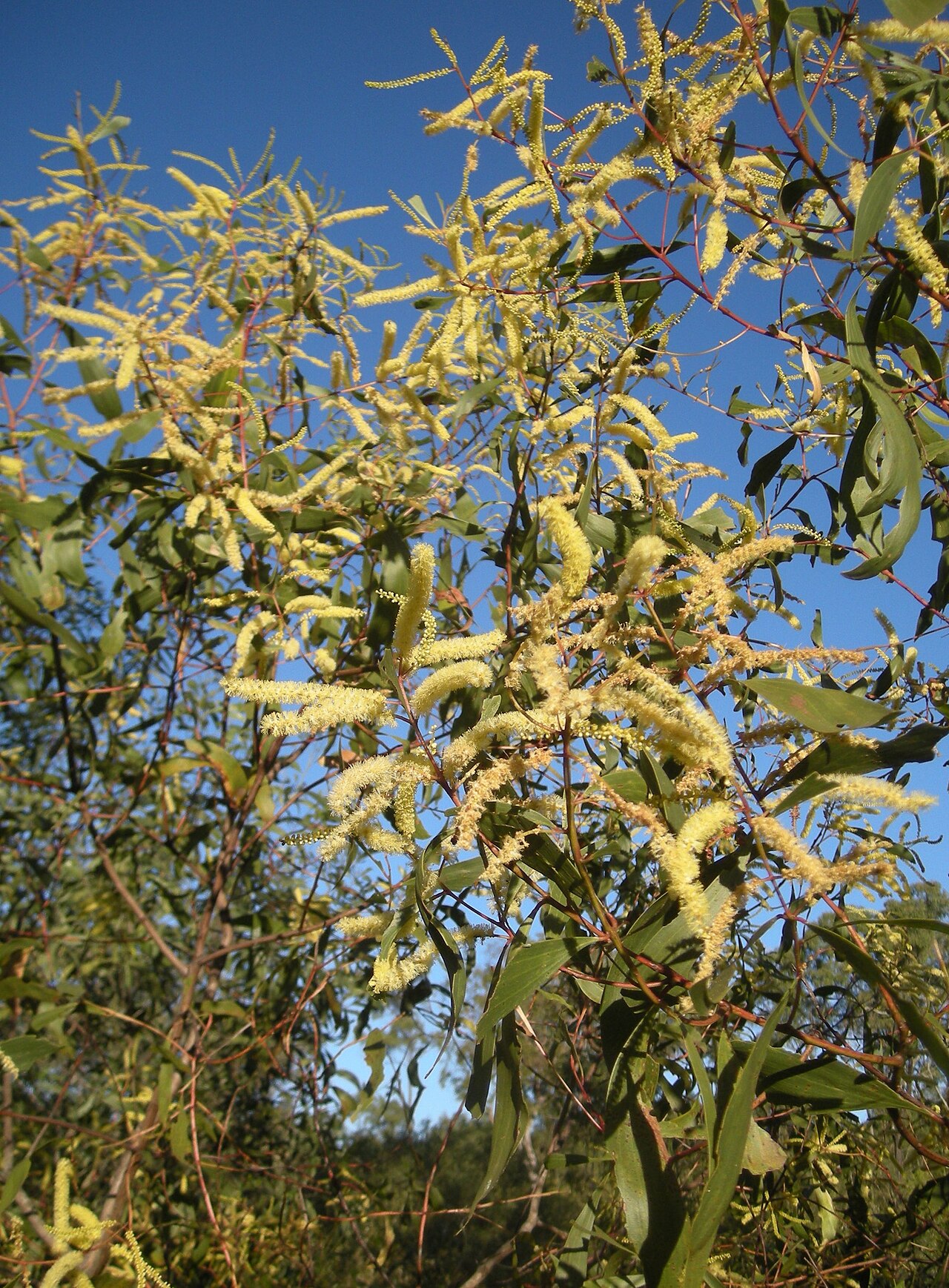 Acacia leiocalyx: Acacia leiocalyx flowers and foliage, Mt. Etna, Queensland