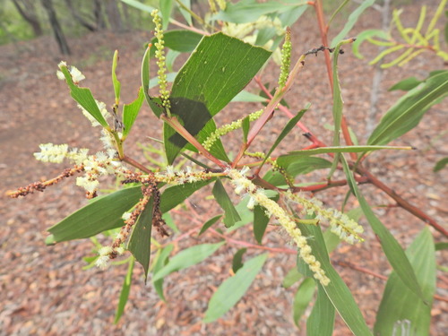 Acacia leiocalyx (Acacia leiocalyx)