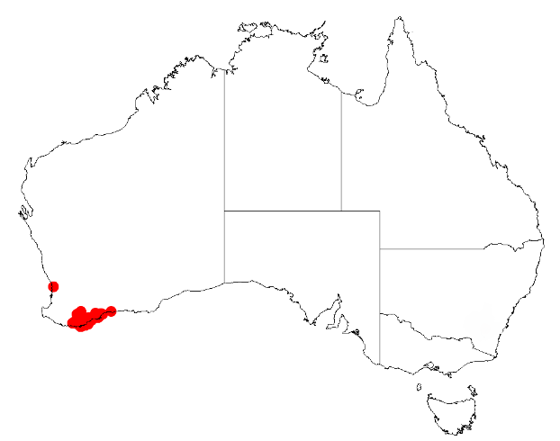 Acacia leioderma: Acacia leioderma Occurrence data from Australasia Virtual Herbarium downloaded from https://doi.org/10.26197/5c0b1388984eb on 8 December 2018