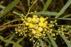 Coast golden wattle (Acacia leiophylla)