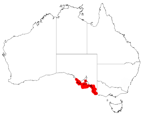 Coast golden wattle: Acacia leiophylla Occurrence data from Australasia Virtual Herbarium downloaded from https://doi.org/10.26197/5c0b1388984eb on 8 December 2018