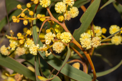 Coast golden wattle (Acacia leiophylla)