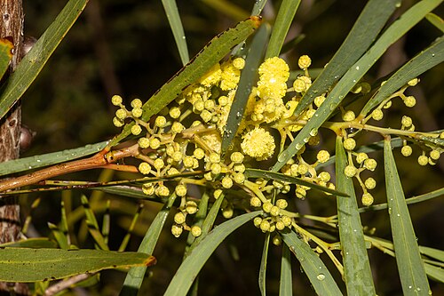 Coast golden wattle: Acacia leiophylla near Karatta on Kangaroo Island