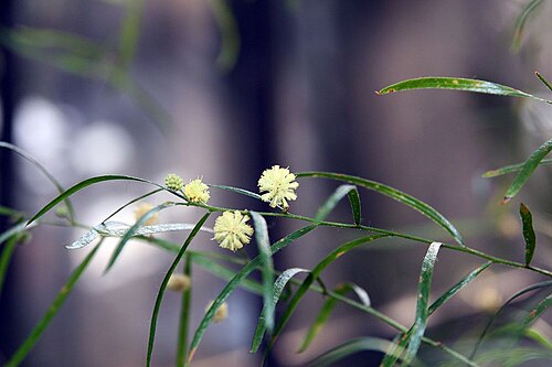 Acacia leprosa: Location taken: Longwood Gardens, Kennett Square, Pennsylvania.. Names: Acacia stricta (Andrews)Willd., Acacia emarginata, Hop Wattle, Straight Wattl Classifica