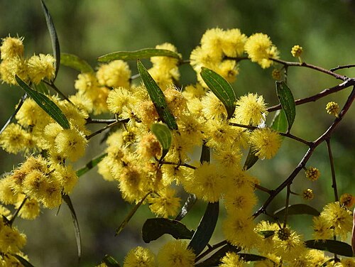 Acacia leprosa: Acacia leprosa in the Warby Range, near Wangaratta