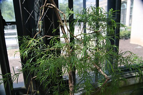 Acacia leprosa: Location taken: Longwood Gardens, Kennett Square, Pennsylvania.. Names: Acacia stricta (Andrews)Willd., Acacia emarginata, Hop Wattle, Straight Wattl Classifica