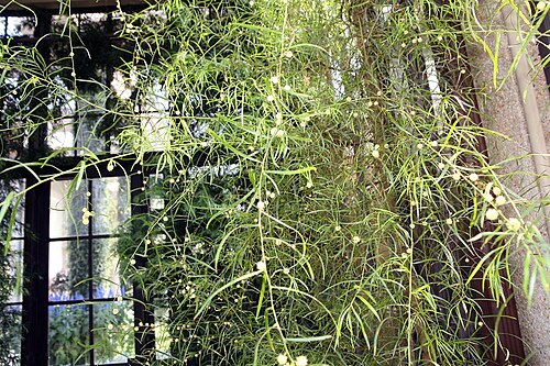 Acacia leprosa: Location taken: Longwood Gardens, Kennett Square, Pennsylvania.. Names: Acacia stricta (Andrews)Willd., Acacia emarginata, Hop Wattle, Straight Wattl Classifica