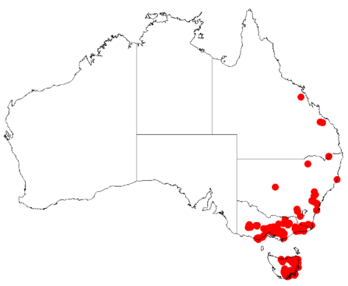Acacia leprosa: Acacia leprosa Occurrence data from Australasia Virtual Herbarium downloaded from https://doi.org/10.26197/5c0b1388984eb on 8 December 2018