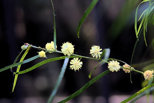 Acacia leprosa: Location taken: Longwood Gardens, Kennett Square, Pennsylvania.. Names: Acacia stricta (Andrews)Willd., Acacia emarginata, Hop Wattle, Straight Wattl Classifica