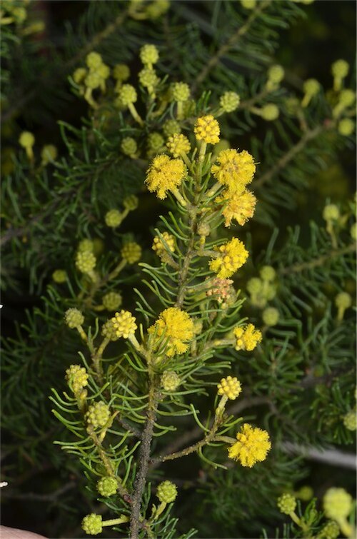 Acacia leptalea: Acacia leptalea in the Australian National Botanic Gardens
