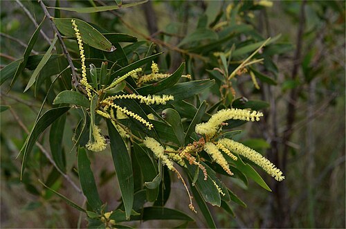 Acacia leptocarpa: Acacia leptocarpa near Woodgate Beach Road, Burrum Coast National Park general area, Queensland