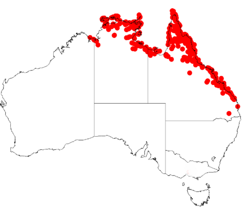 Acacia leptocarpa: Acacia leptocarpa Occurrence data from Australasia Virtual Herbarium downloaded from https://doi.org/10.26197/5c0b1388984eb on 8 December 2018