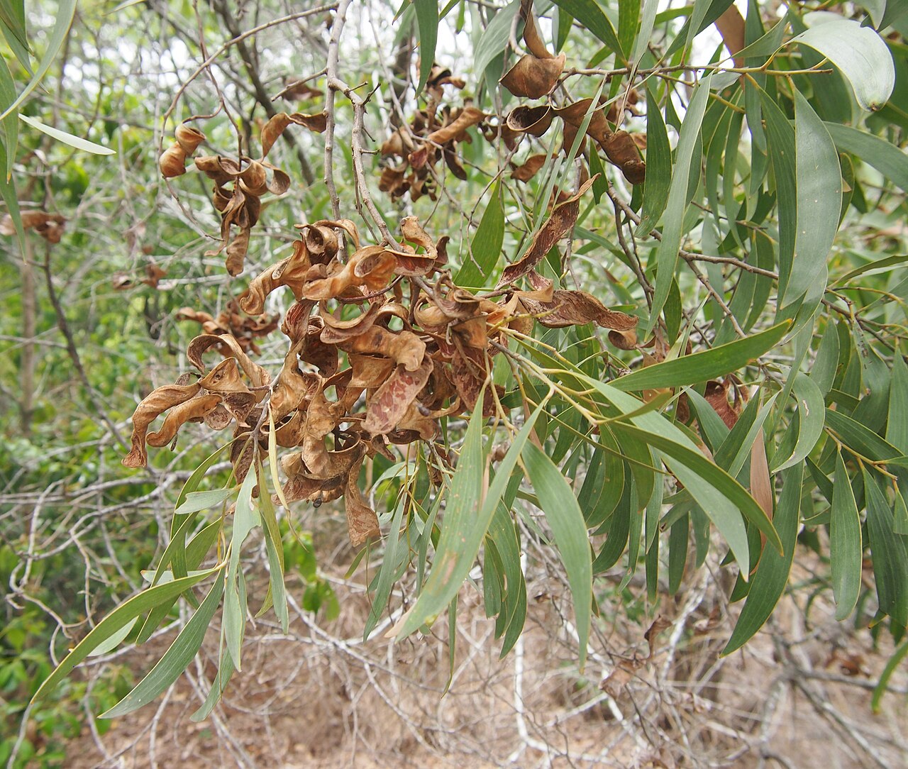 Acacia leptocarpa: Acacia leptocarpa foliage and pods