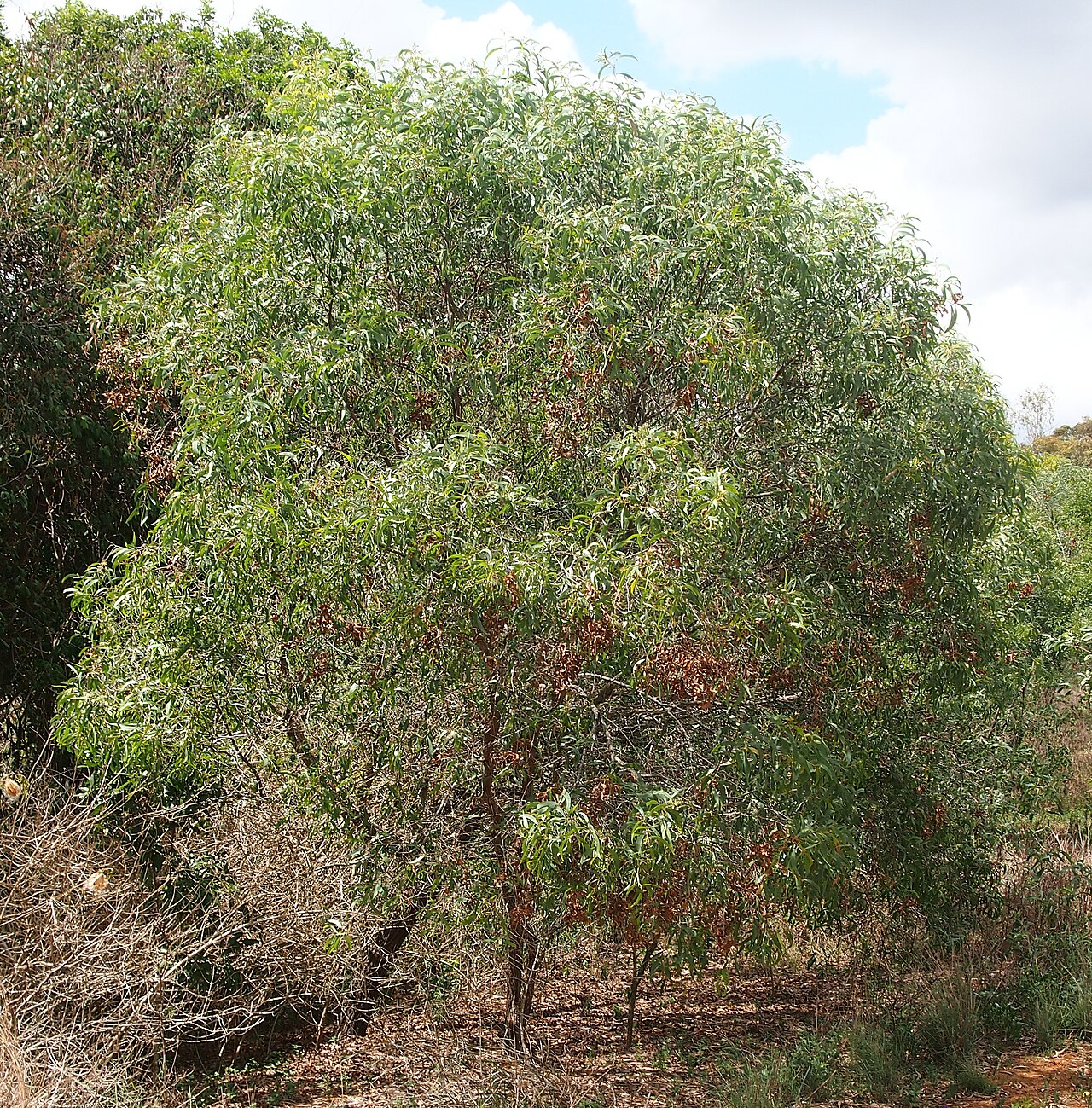 Acacia leptocarpa: Acacia leptocarpa habit