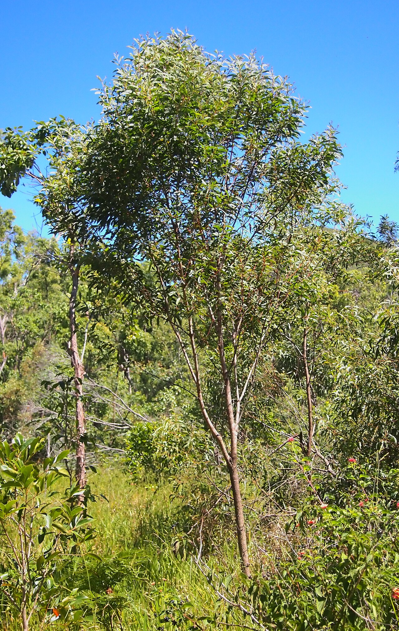 Acacia leptocarpa: Acacia leptocarpa
