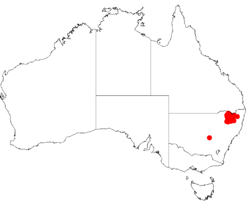 Sharp feather wattle: Acacia leptoclada Occurrence data from Australasia Virtual Herbarium downloaded from https://doi.org/10.26197/5c0b1388984eb on 8 December 2018
