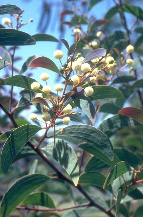 Acacia leptoloba: Acacia leptoloba in Townsville