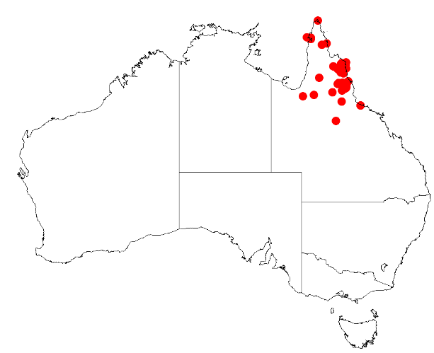 Acacia leptoloba: Acacia leptoloba Occurrence data from Australasia Virtual Herbarium downloaded from https://doi.org/10.26197/5c0b1388984eb on 8 December 2018