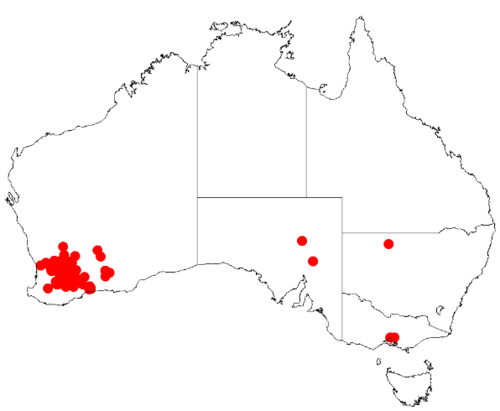 Acacia leptopetala: Acacia leptopetala Occurrence data from Australasia Virtual Herbarium downloaded from https://doi.org/10.26197/5c0b1388984eb on 8 December 2018
