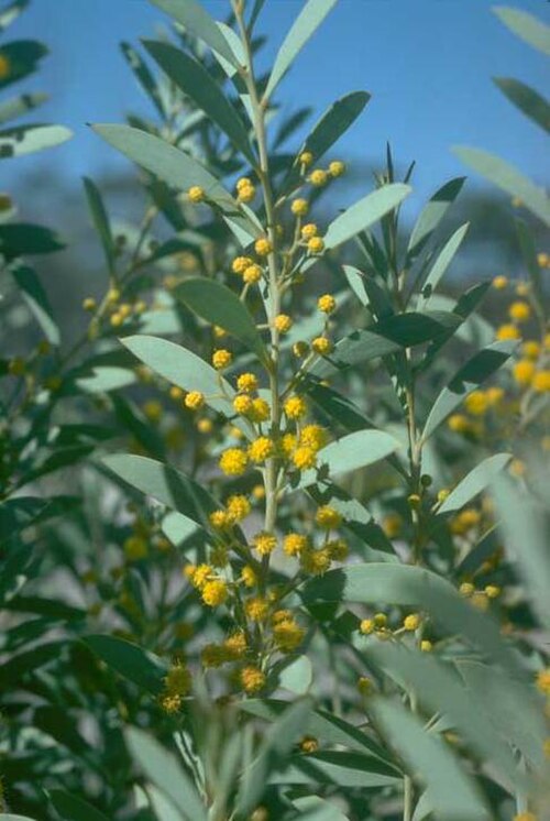 Acacia leptopetala: Acacia leptopetala at Hippo's Yawn near Hyden Western Australia