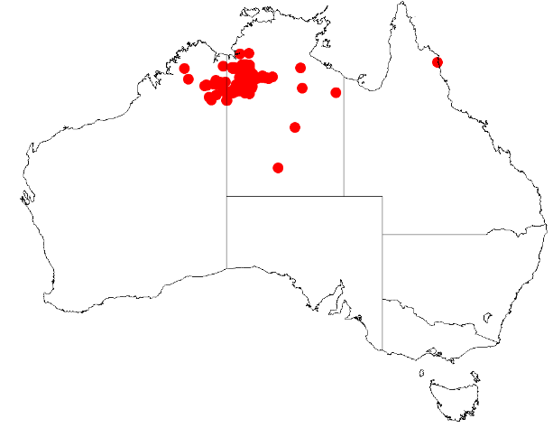 Acacia leptophleba: Acacia leptophleba Occurrence data from Australasia Virtual Herbarium downloaded from https://doi.org/10.26197/5c0b1388984eb on 8 December 2018