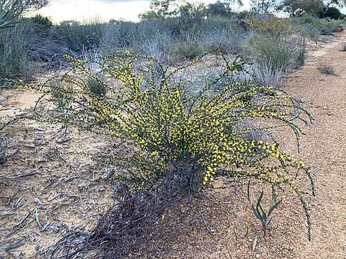 Acacia leptospermoides: Acacia leptospermoides ssp. obovata