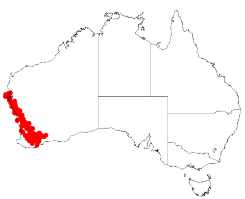 Acacia leptospermoides: Acacia leptospermoides Occurrence data from Australasia Virtual Herbarium downloaded from https://doi.org/10.26197/5c0b1388984eb on 8 December 2018