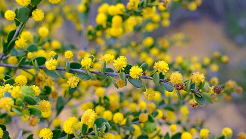 Acacia leptospermoides: Acacia leptospermoides ssp. obovata