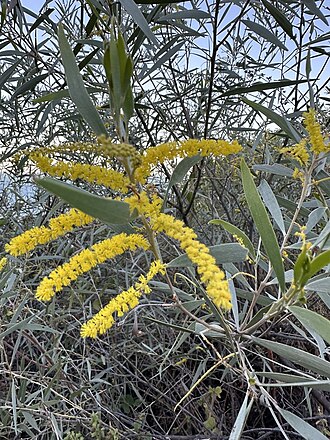 Acacia leptostachya: Acacia leptostachya on Magnetic Island, Queensland