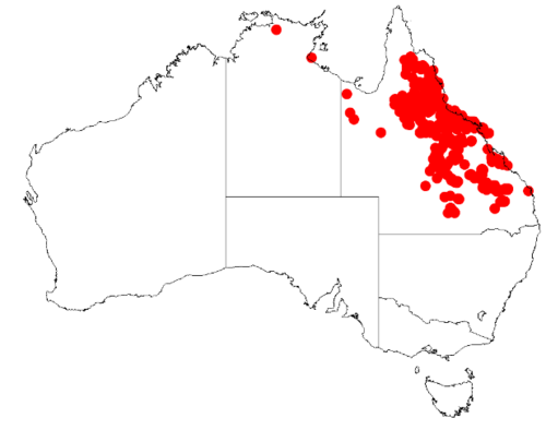 Acacia leptostachya: Acacia leptostachya Occurrence data from Australasia Virtual Herbarium downloaded from https://doi.org/10.26197/5c0b1388984eb on 8 December 2018