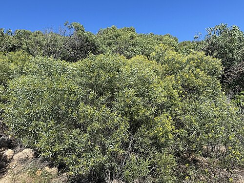Acacia leptostachya: Acacia leptostachya near Bowen, Queensland