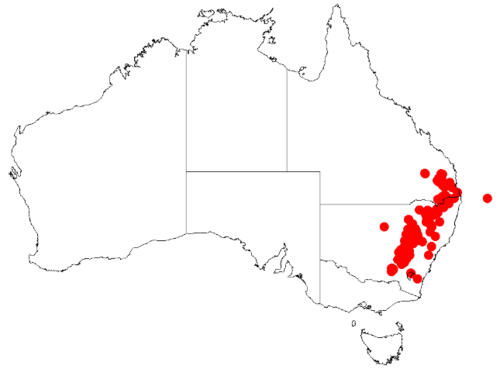 Acacia leucoclada: Acacia leucoclada Occurrence data from Australasia Virtual Herbarium downloaded from https://doi.org/10.26197/5c0b1388984eb on 8 December 2018