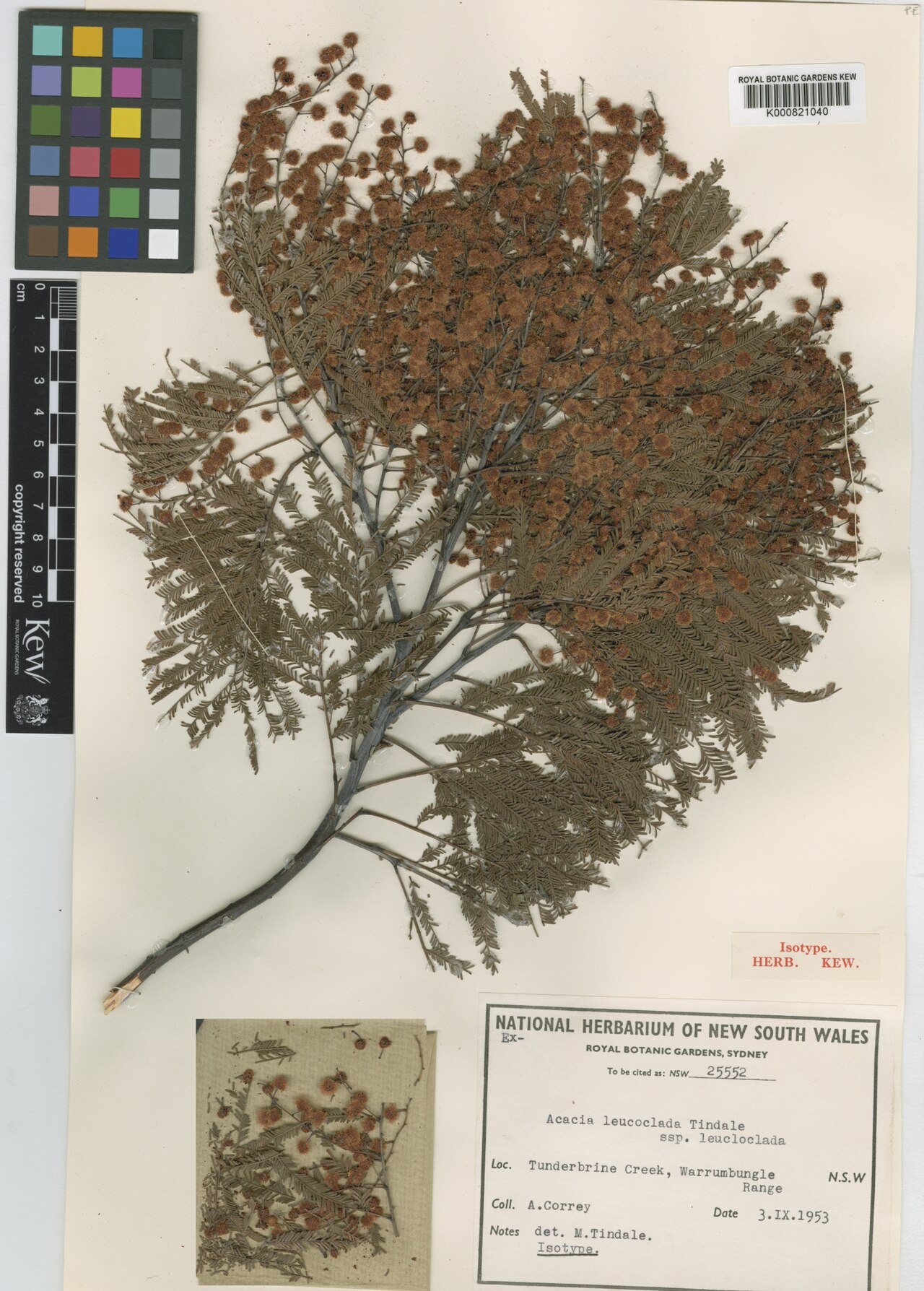 Acacia leucoclada: Acacia leucoclada subsp. leucoclada 912619211
