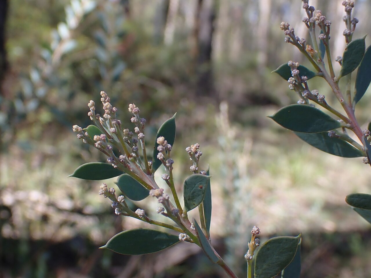 Acacia leucolobia: Acacia leucolobia. Species of plant.