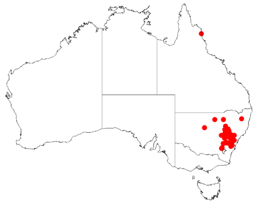 Acacia leucolobia: Acacia leucolobia Occurrence data from Australasia Virtual Herbarium downloaded from https://doi.org/10.26197/5c0b1388984eb on 8 December 2018