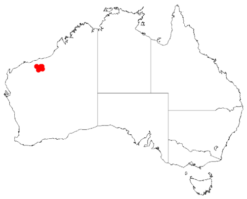 Acacia levata: Acacia levata Occurrence data from Australasia Virtual Herbarium downloaded from https://doi.org/10.26197/5c0b1388984eb on 8 December 2018