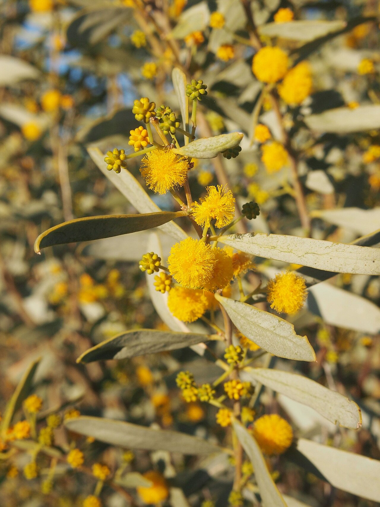 Acacia: Acacia ligulata flowers