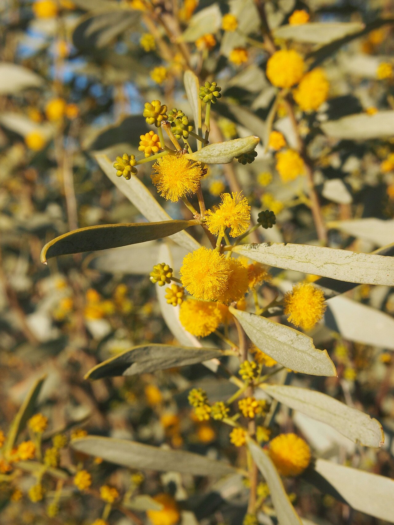 Acacia: Acacia ligulata flowers