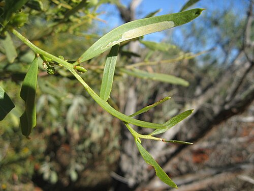 Acacia: Acacia ligulata phyllodes mucros Sturt NP near Tibooburra NSW.jpg