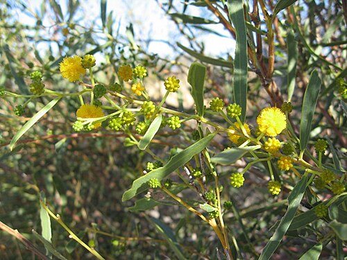 Acacia: Acacia ligulata flowers Sturt NP near Tibooburra NSW