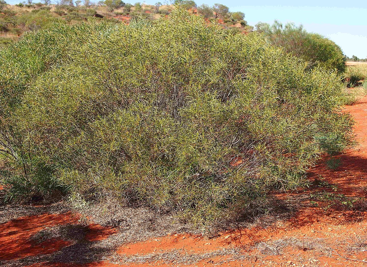 Acacia: Acacia ligulata habit