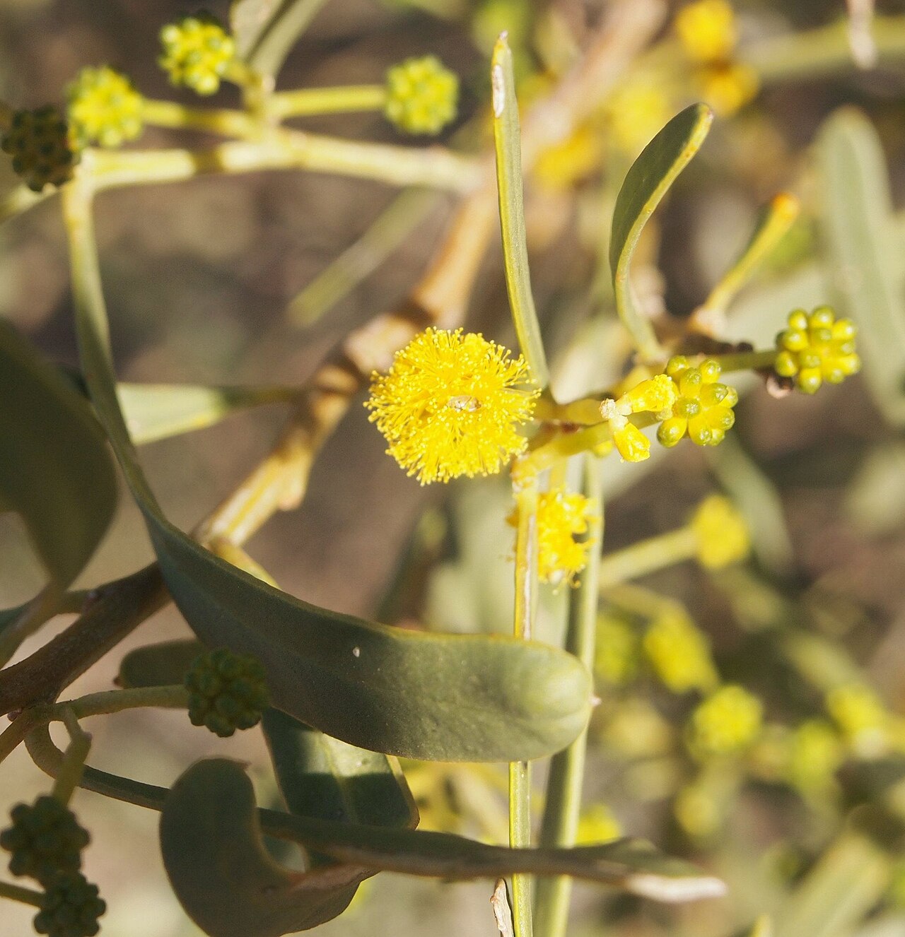 Acacia: Acacia ligulata flowers