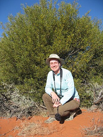 Acacia: Acacia ligulata habit with person Sturt NP near Tibooburra NSW