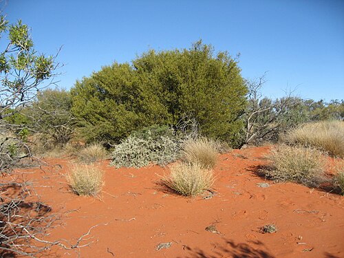 Acacia: A. ligulata habit, Sturt NP near Tibooburra NSW
