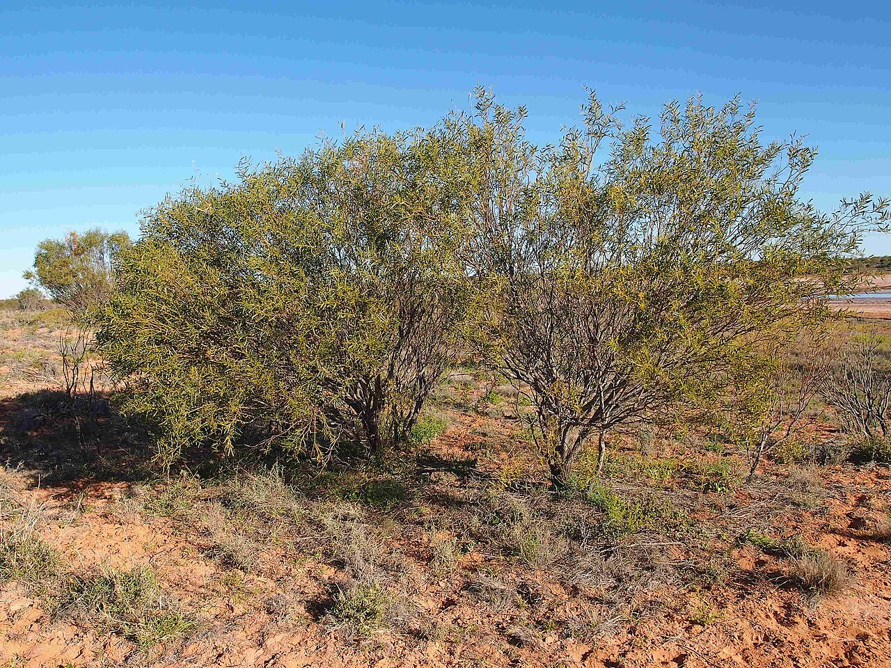 Acacia: Acacia ligulata