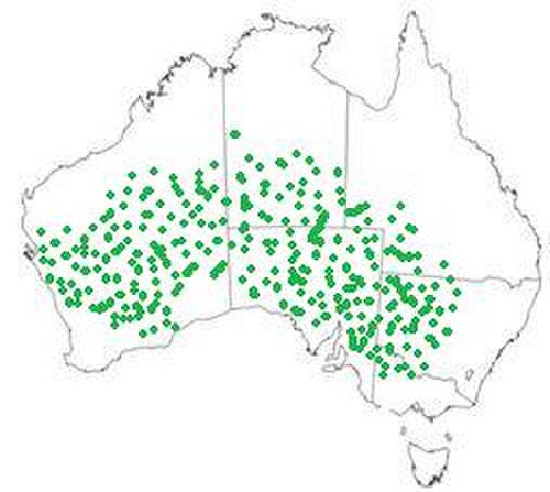 Acacia: Acacia ligulata distribution map Australia