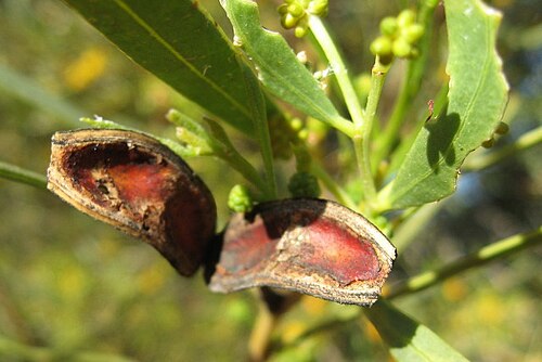 Acacia: Acacia ligulata seed pod Sturt NP near Tibooburra NSW