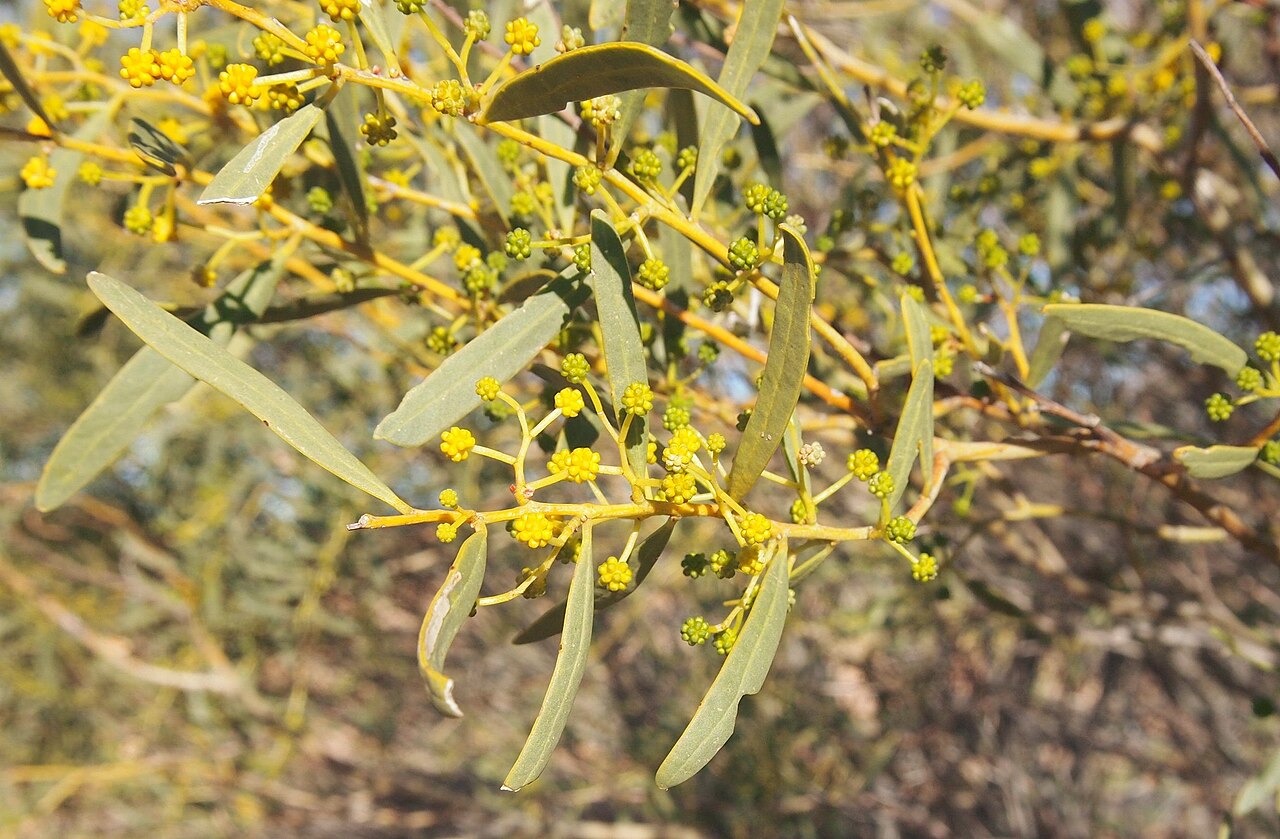 Acacia: Acacia ligulata foliage